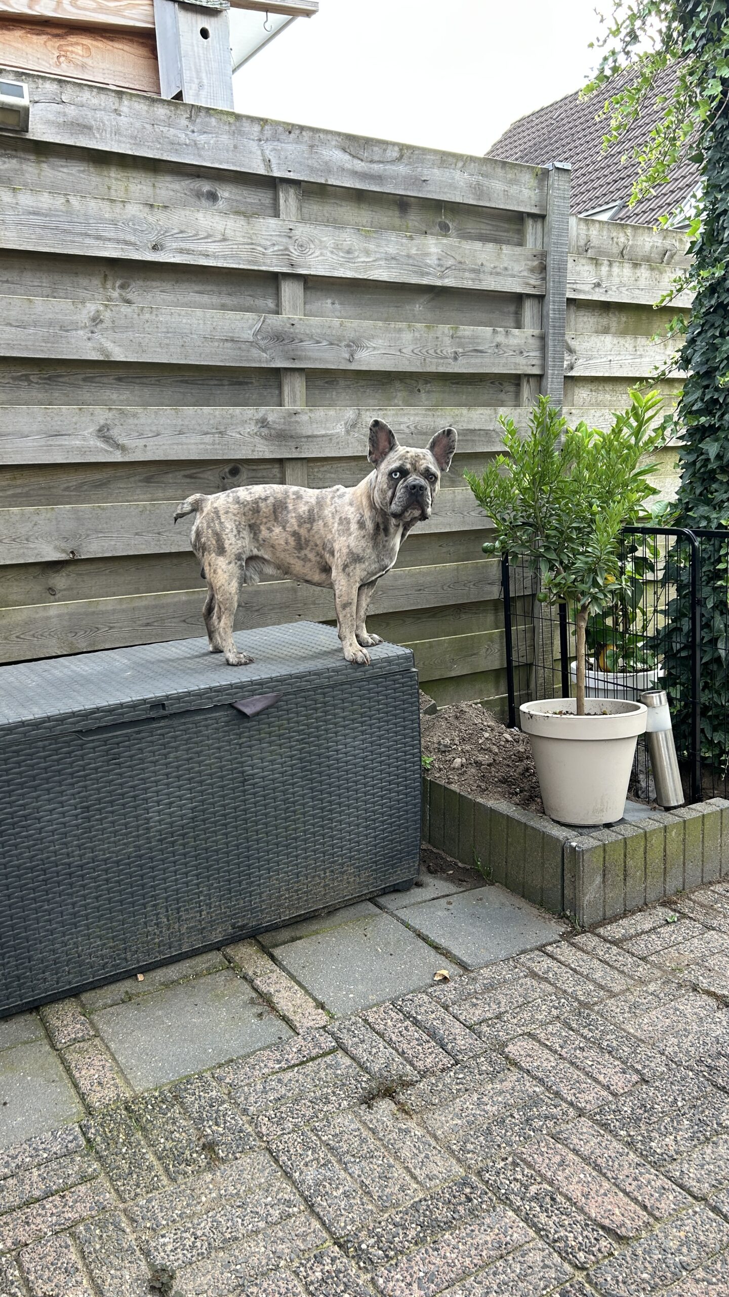 Ché - Franse Bulldog