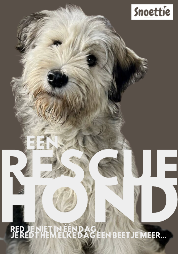 Rescuehond, alles wat je moet weten voordat je een rescuehond aanschaft