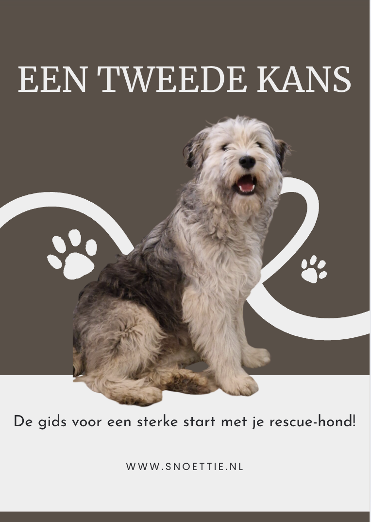E-book: Een tweede kans; de gids voor een sterke start met je rescuehond